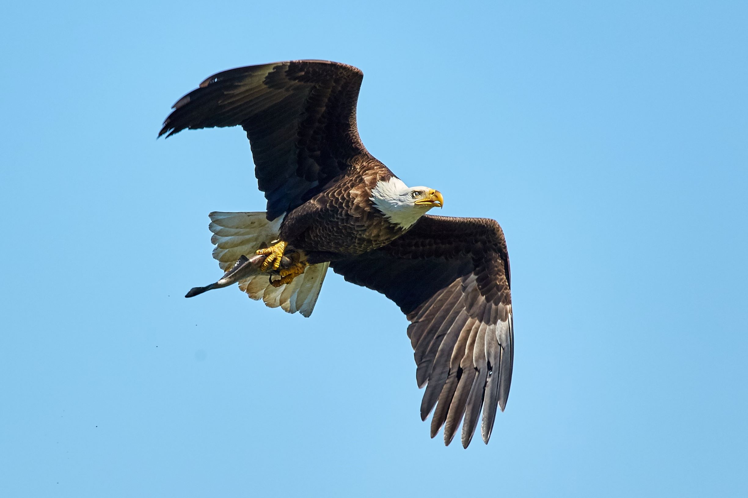 Weisskopfadler im Flug