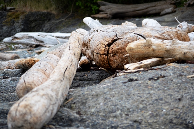 Hornby Island, Treibholz