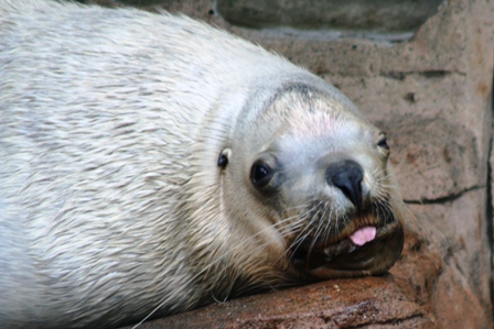 Vancouver Aquarium