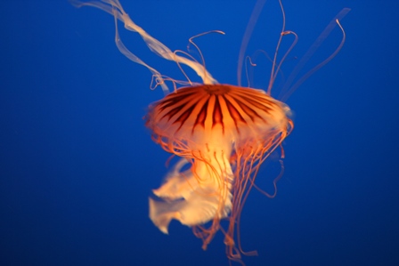 Vancouver Aquarium