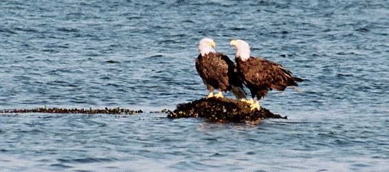 Adler Westkanada