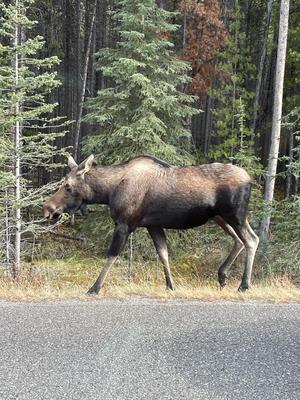 Auf dem Weg zum Maligne Lake 