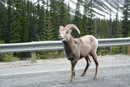 Big Horn Sheep