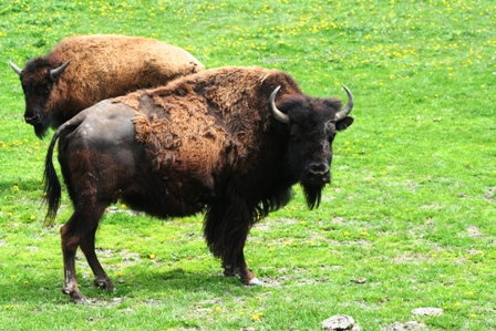 Buffalo Ranch, Rocky Mountains