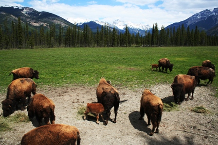 Buffalo Ranch, Rocky Mountains