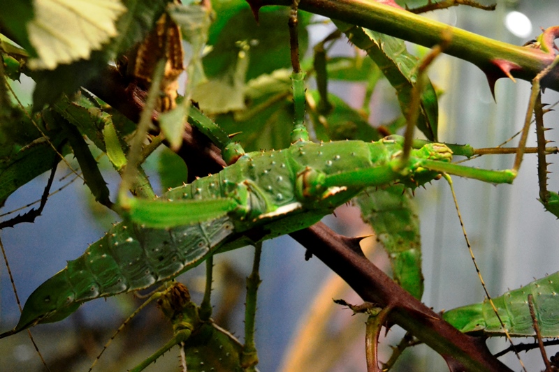 Bug Zoo Victoria