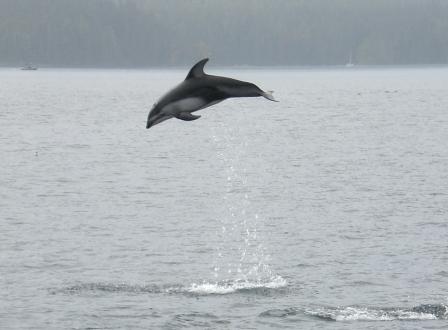 Delfin, Telegraph Cove