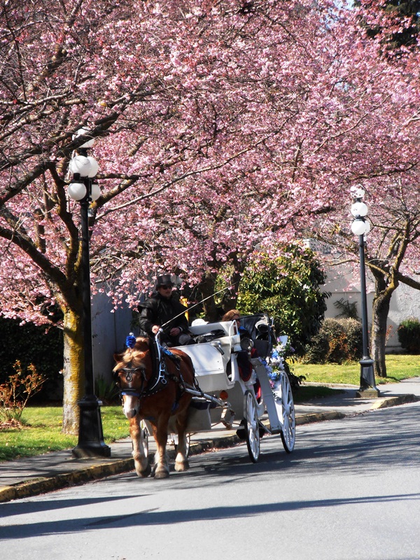 Frühling in Victoria