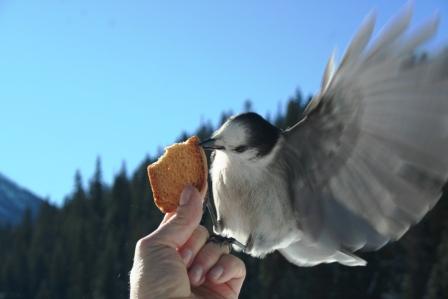 Manning Park Vogel