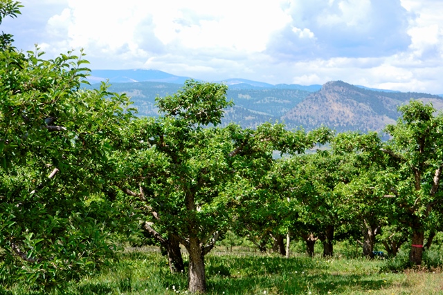 Okanagan Obstbäume