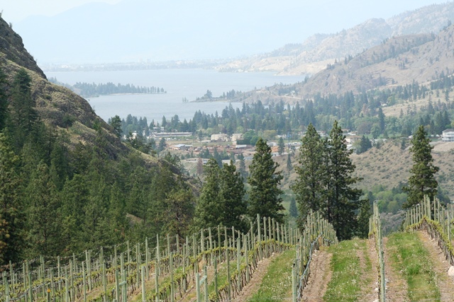 Okanagan Weinberg