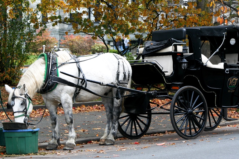 Pferdekutsche Victoria