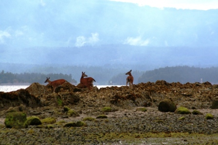 Salt Spring Island Rehe