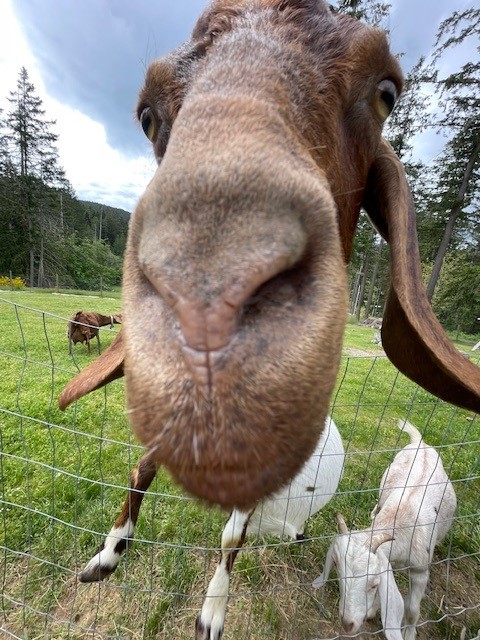 Salt spring Ziege