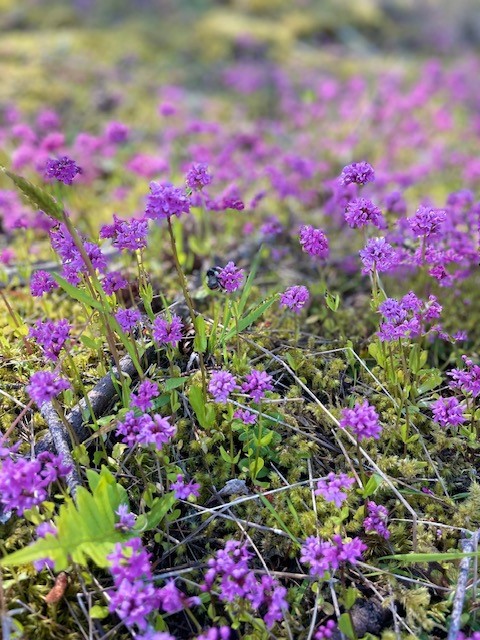 Galiano Island - Frühling