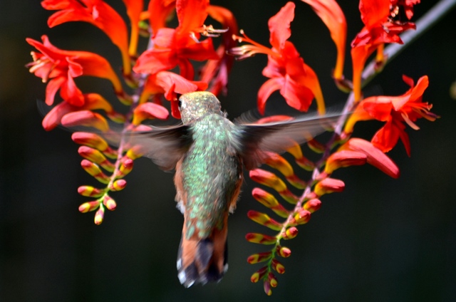 Kolibri, Hornby Island