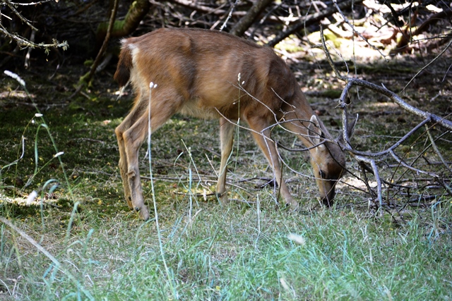 Hornby Island - Reh