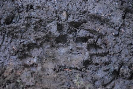 Juan de Fuca, Paw Print