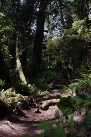 Juan de Fuca Trail