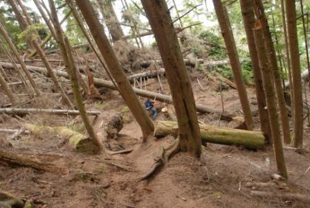 Juan de Fuca Trail, Waldweg