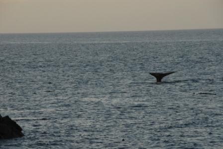 Juan de Fuca Trail, Wal