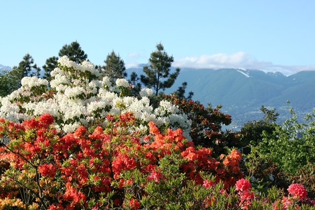 Queen Elizabeth Park - Ausblick auf Downtown und die Berge der North Shore