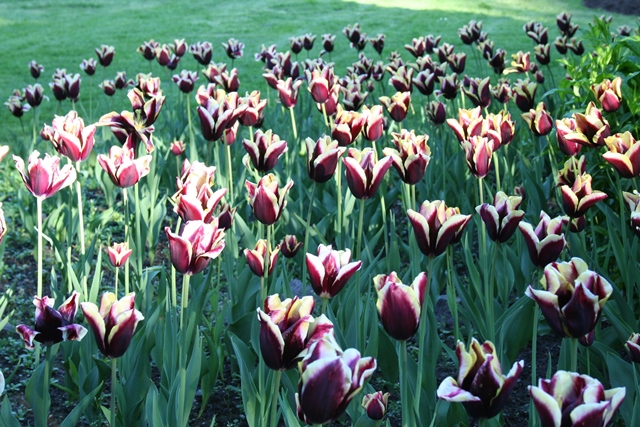 Queen Elizabeth Park im Frühling