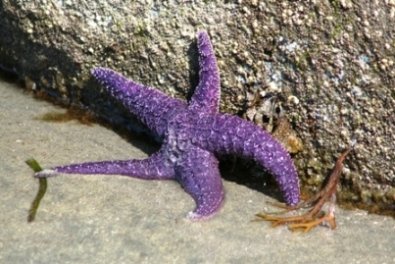 Savary Island Seestern