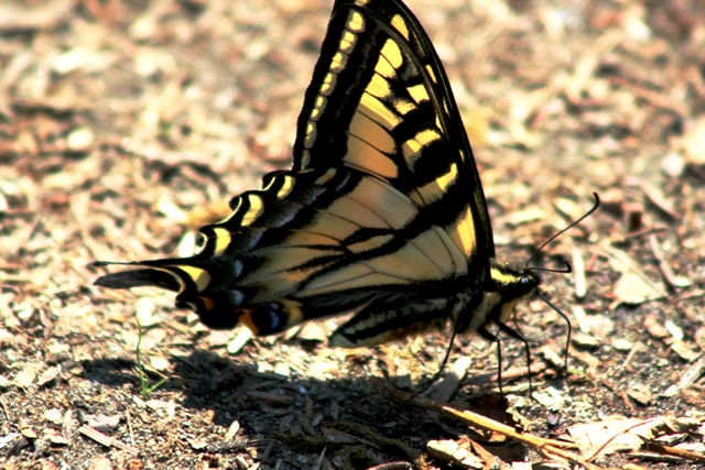 Widgeon Creek Schmetterling