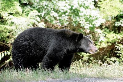 kanadischer Schwarzbaer