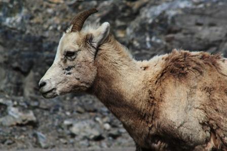 Big Horn Schaf in den kanadischen Rocky Mountains
