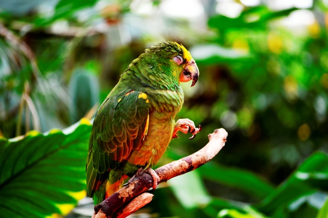 Bloedel Conservatory