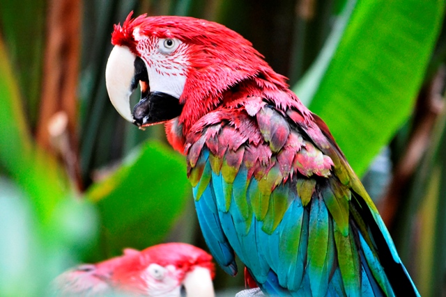 Bloedel Conservatory