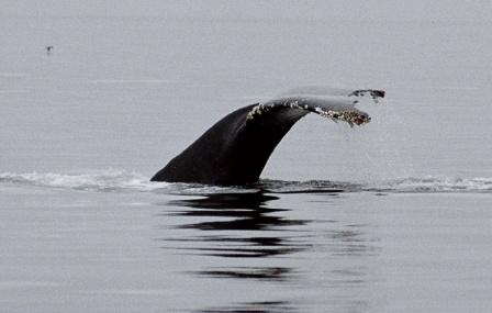 Wale vor Vancouver Island