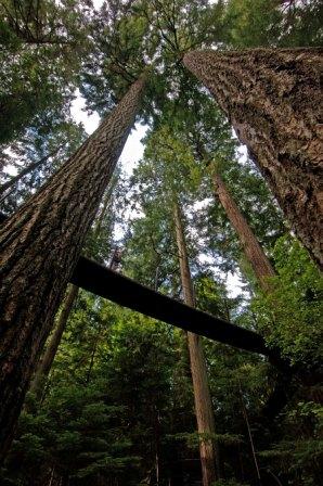 Capilano Park, Treetops