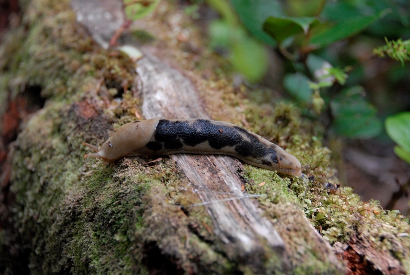 Juan de Fuca Trail- Schnecke