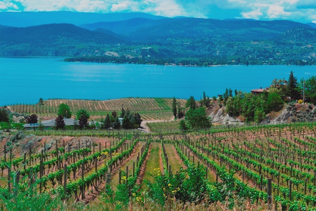 Okanagan, Naramata Weinanbaugebiet