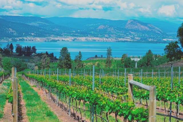 Naramata Okanagan, Weinberg