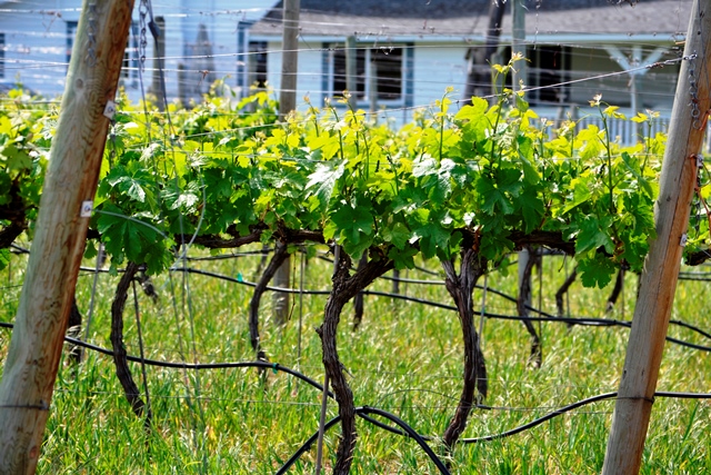 Okanagan, Weinanbau