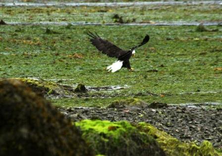Salt Spring Adler
