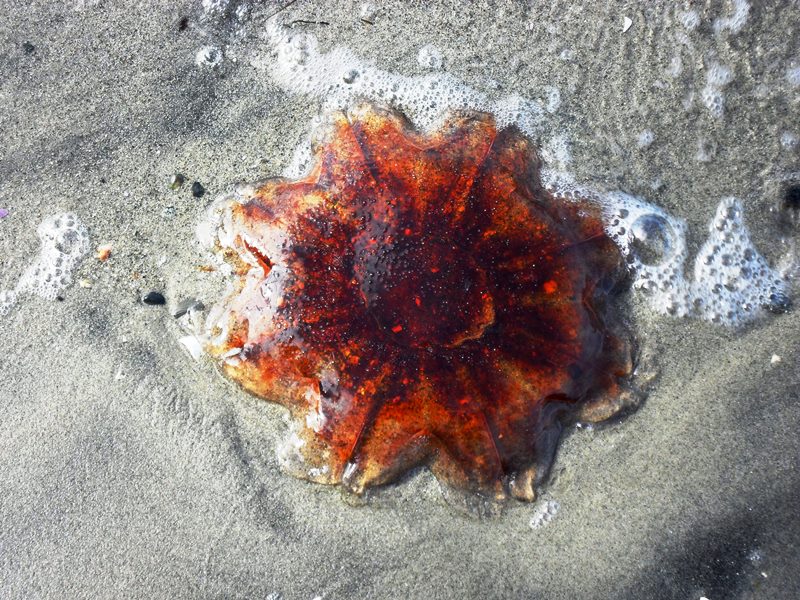 Savary Island Qualle