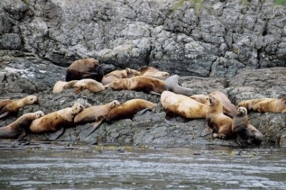 Seeloewen, Vancouver Island