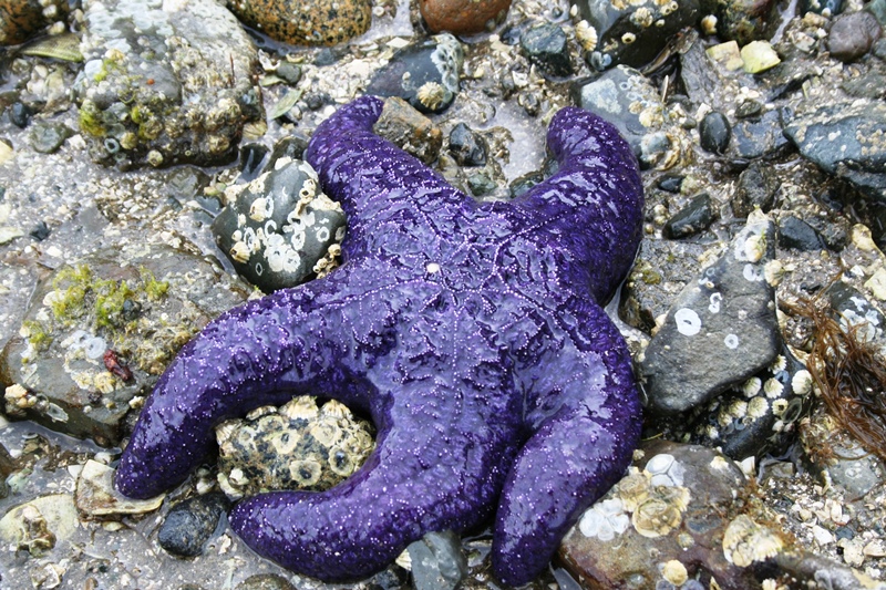 Seestern, Salt Spring Island