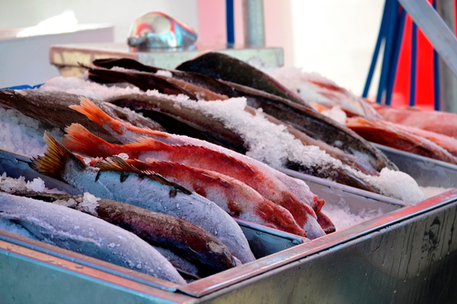 Steveston, BC - Frischer Fisch