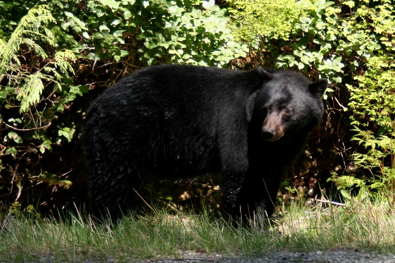 Bär am Straßenrand, Tofino