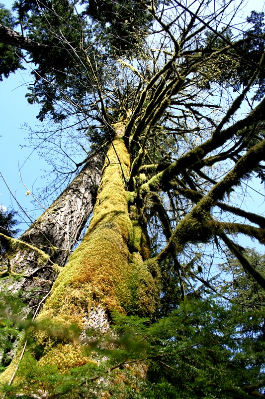 gigantischer Baum