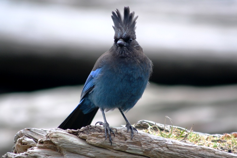 Tofino Blue Jay