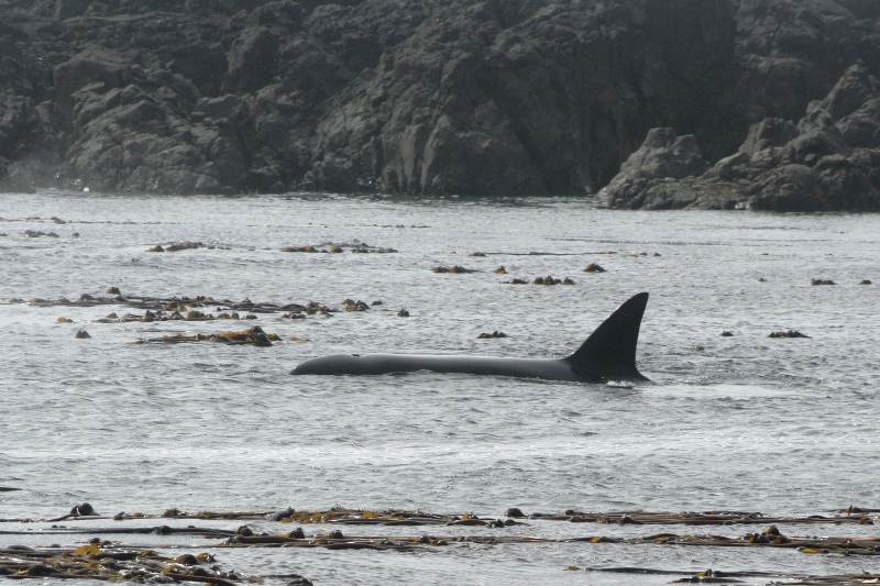 Orcawal vor Tofino