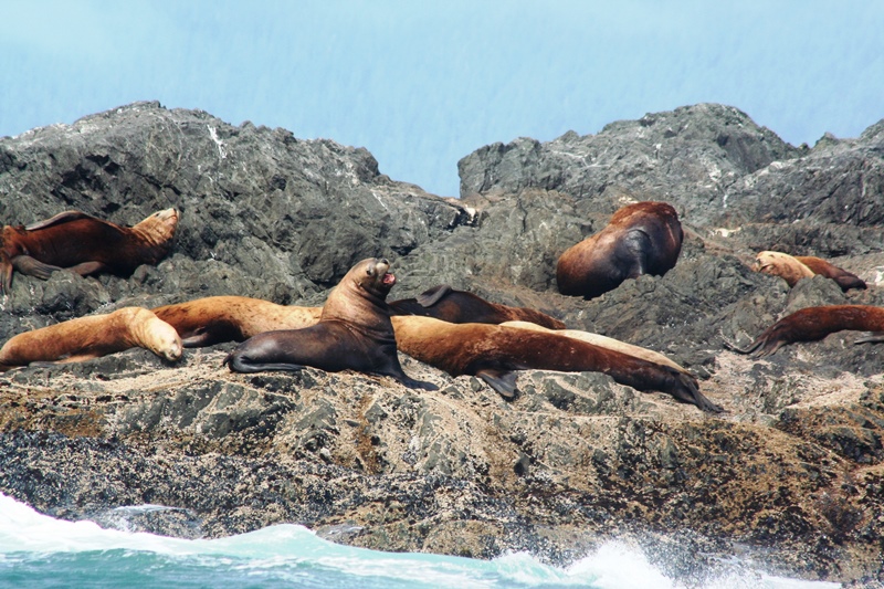 Seehunde vor Tofino