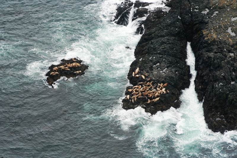 Seelöwen in Tofino